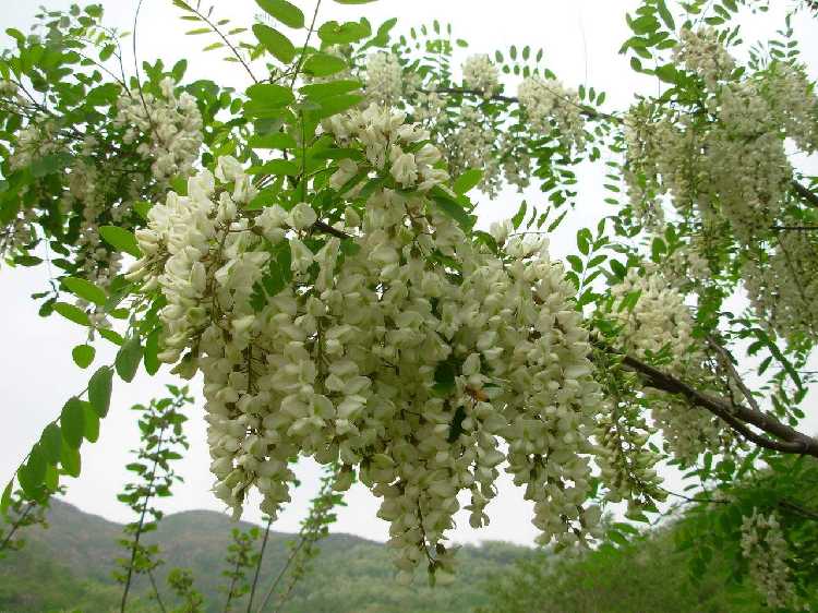 凤凰山槐花节