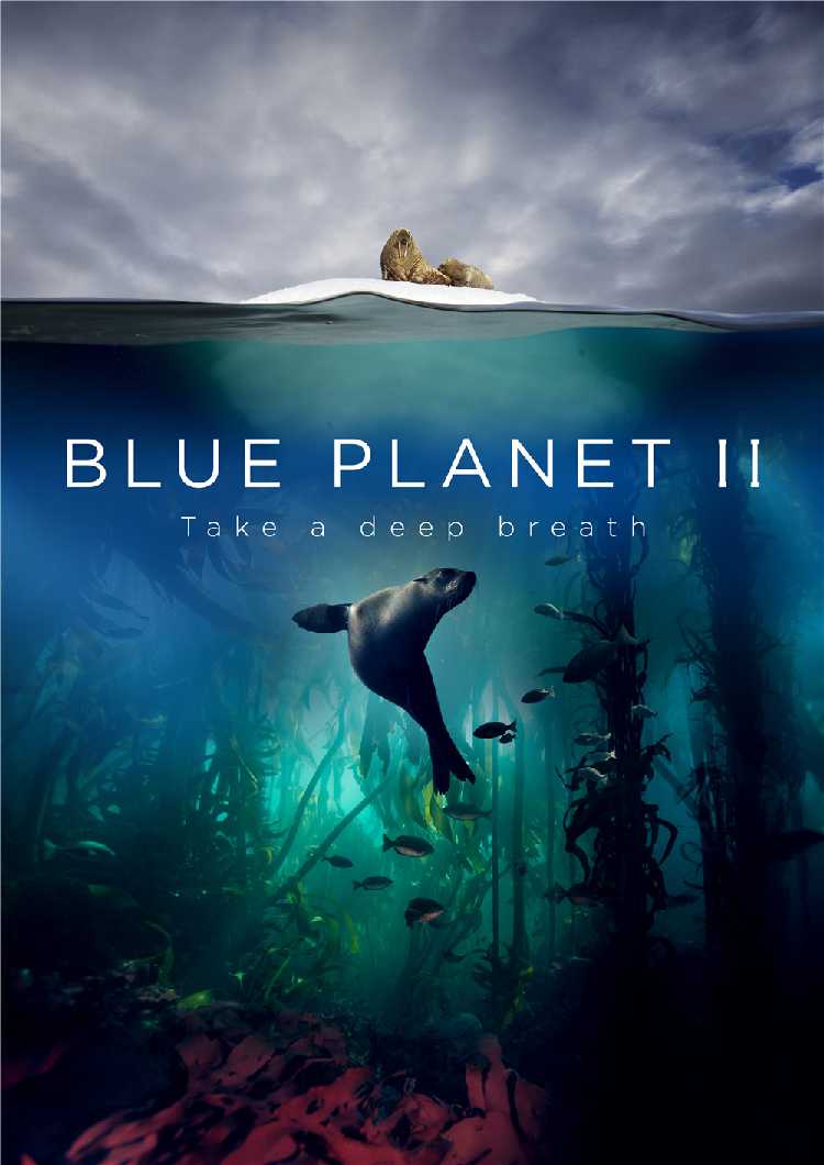 白玉兰导赏 | bbc纪录片《蓝色星球》 第二季