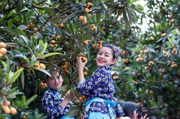 自在乡村"系列十五 ||第三届徽州古城全国摄影大展 歙县三潭枇杷节
